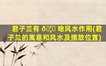 君子兰有 🦈 啥风水作用(君子兰的寓意和风水及摆放位置)